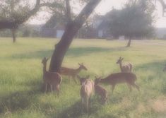 several deer are standing in the grass near a tree