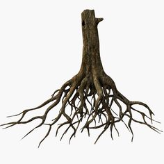 the roots of a tree are exposed against a white background