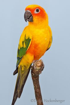 an orange and yellow bird sitting on top of a tree branch