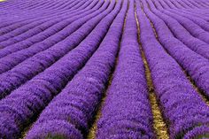 rows of lavender plants in a field