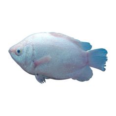 a white and blue fish is swimming in the water