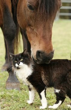 a cat and a horse standing next to each other