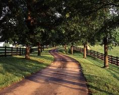 a dirt road surrounded by trees next to a fenced in area with grass on both sides