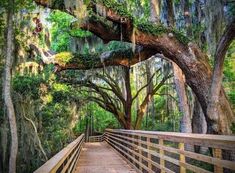 a wooden bridge surrounded by trees covered in spanish moss