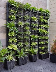 a vertical garden wall with plants growing on it