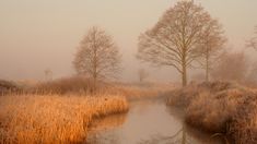 foggy morning on the river with trees and reeds