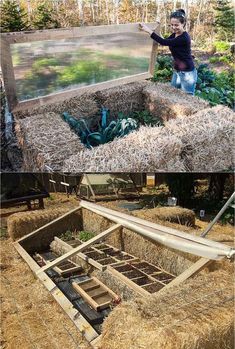 two pictures with hay in the middle and one has plants growing out of bales