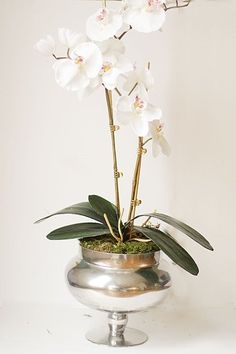 a white orchid in a silver vase on a table