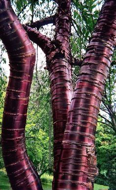 the trunk of a large tree with red bark