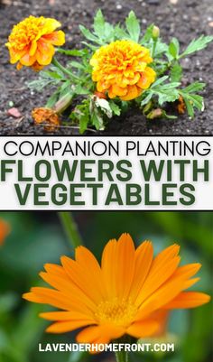 How to grow a healthy vegetable garden with companion planting with flowers. Flower To Plant With Vegetables, Veggies To Plant In Spring, Garden With Veggies And Flowers, Butterfly And Vegetable Garden, Growing Flowers With Vegetables, Garden Must Haves Vegetable, Edible Garden Layout, Vegetable Garden Pictures, Compatible Vegetable Planting