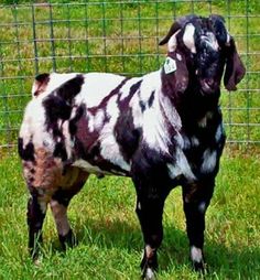 a black and white goat standing on top of a lush green field next to a fence