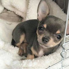 a small gray and black dog sitting in a cage on top of a white blanket