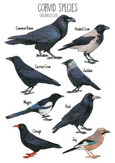 the different types of crows are shown in this illustration, and each bird has its own name