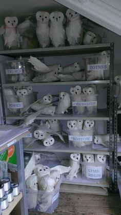 there are many white owls sitting on shelves