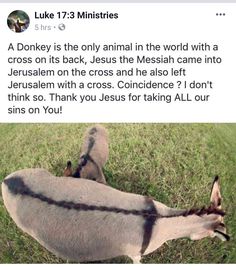 Christian Jokes, The Messiah, A Donkey, Palm Sunday, Thank You Jesus, Bible Facts, Christian Motivation, Jesus Is Life, Holy Week