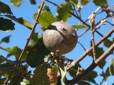 a bird is sitting on the branch of a tree