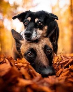 two dogs laying on top of leaves in the fall season, looking at the camera