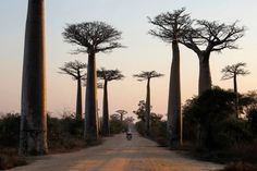 a dirt road surrounded by tall bao trees