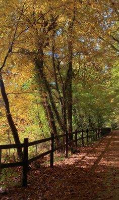 the path is lined with trees and leaves