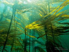 an underwater view of seaweed blowing in the water