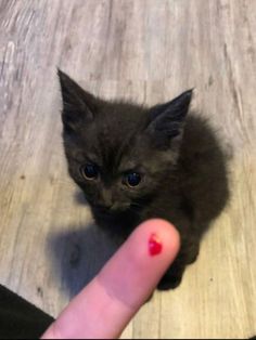 a small kitten sitting on top of a wooden floor next to a person's finger