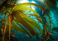 an underwater view of seaweed and other marine life