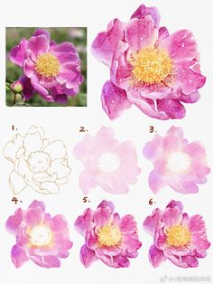 pink flowers with yellow centers and petals are shown in four different stages of blooming