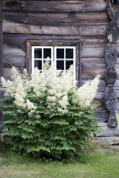 white flowers are growing in front of a log cabin with an old fashioned window and door