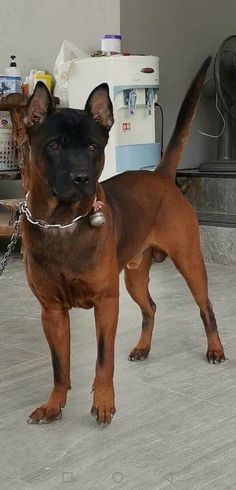 a large brown dog standing on top of a cement floor