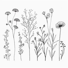 an ink drawing of various flowers and plants