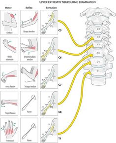 Medical Diagrams, Psoas Release, Sistem Saraf, Bolesti Chrbta, Medical School Studying