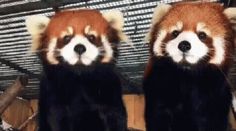 two red pandas sitting next to each other