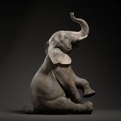 an elephant sitting on the ground with its trunk up