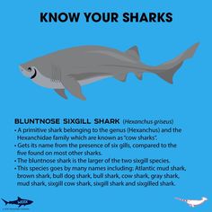 a shark with the words know your sharks