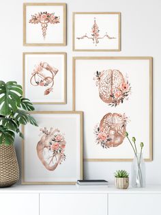 four framed medical prints on a wall above a white dresser with a plant and vase