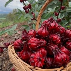 a basket filled with lots of red flowers on top of a dirt ground next to trees