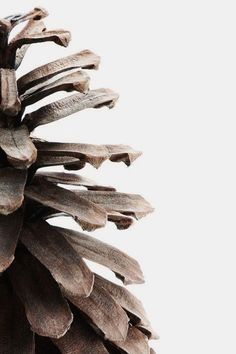 a close up of a pine cone on a white background