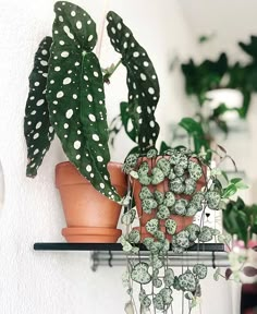 two potted plants are sitting on a shelf