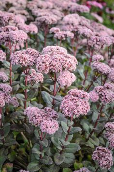 purple flowers are blooming in the garden