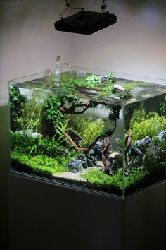 an aquarium with plants and rocks in it