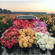 an old pick up truck filled with lots of flowers