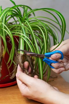 someone cutting up the stems of a plant with scissors on a table next to a potted plant