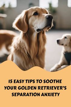 15 Easy Tips To Soothe Your Golden Retriever’s Separation Anxiety https://petsandfins.com/15-easy-tips-to-soothe-your-golden-retrievers-separation-anxiety Dog Behavior Problems, Behavior Problems, Dog Behavior, Dog Trainer, Dog Care, Happy Dogs, Helpful Tips