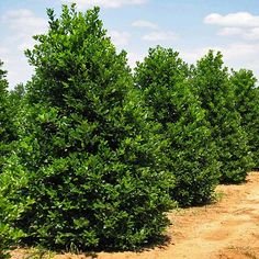 For a holly that tolerates poor soil, bad drainage, drought and dense shade, look no further than the Nellie Stevens Holly. It is shade-tolerant, with spiny, rich, dark-green leaves 2 to 4 inches long. The dense growth makes it an excellent choice for permanent screening for privacy or to obscure unattractive views.     	- Perfect choice for a larger bush or tall screen – 20 feet tall or more   	- Healthy and attractive all year round   	- Perfect choice for hotter regions - heat and drought res Nellie Stevens Holly, Holly Shrub, Holly Bush, Garden Hedges, Tiny White Flowers, Backyard Garden Landscape, Holly Tree, Fence Landscaping, Tree Shop