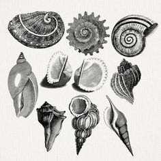 an ink drawing of seashells and shells