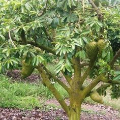 an unripe tree with fruit hanging from it's branches in a field