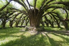 an old tree in the middle of a grassy area with benches under it and lots of trees