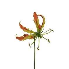 Orange Gloriosa Lilies - Available all year Bright Roses, Glory Lily, Gloriosa Lily, Fire Lily, Mini Calla Lilies, Lily Bloom