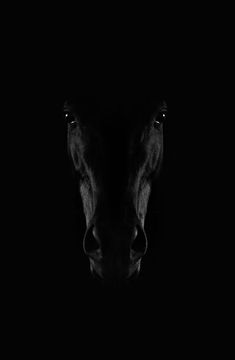 a horse's head in the dark with it's nose slightly obscured by darkness