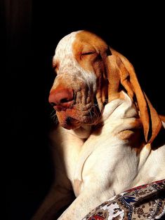 a dog laying on top of a couch with its eyes closed and his head resting on the pillow